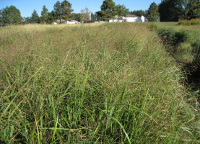 Switchgrass